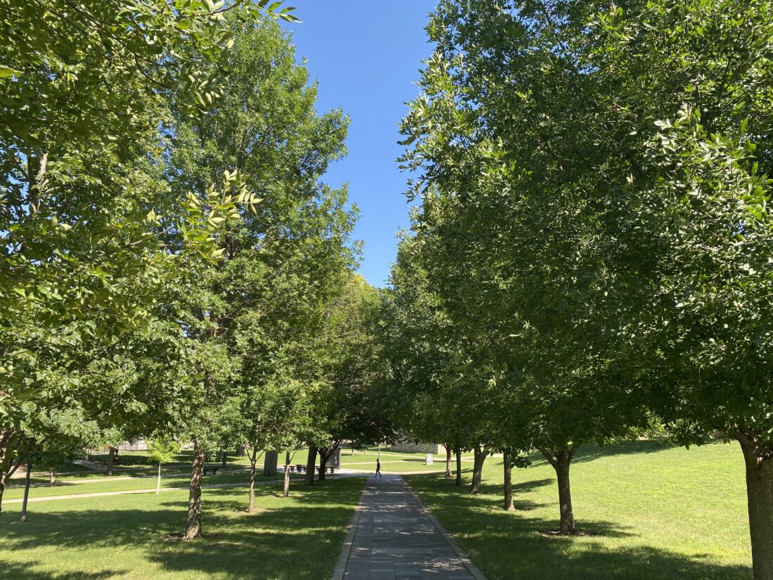 City plans to pull 148 ash trees in parks News, Sports, Jobs The Journal